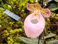 -国家植物园南园