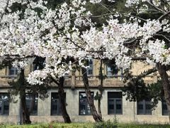 -武汉大学-樱园