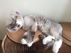 -爱诺耐芙动物医院(万博店)