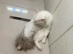 -平行世界·猫咖(首经贸店)