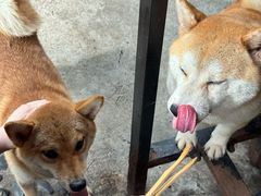 -柴犬高等学院·狗咖·柴犬售卖·宠物训练