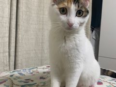 -纳吉亚猫专科动物诊疗中心(蒋宅口分院)