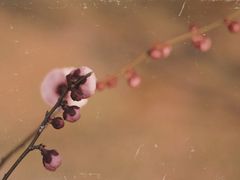 -蜀冈西峰生态公园