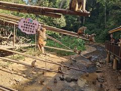 -西双版纳原始森林公园