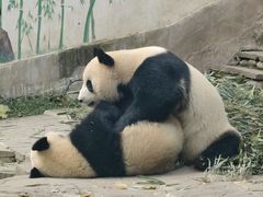 -中国大熊猫保护研究中心雅安碧峰峡基地