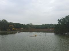-大湾区中央湿地公园