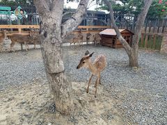 -鹿境梅花鹿生态园区