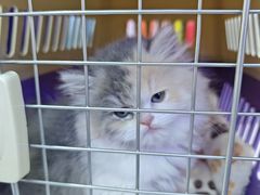 -小猫来了·猫舍(红山六九七九店)