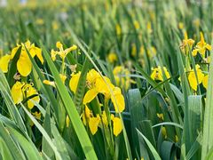 -永定河休闲森林公园