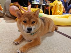-逗柴咖啡屋·狗咖猫咖宠物桌游