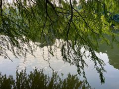 -深圳仙湖植物园