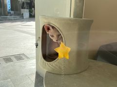-猫力发电所·宠物专门店