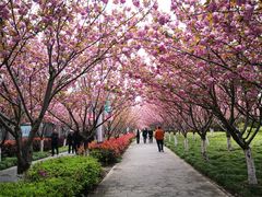 -高东镇樱花园
