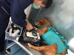 -北京赛佳动物医院