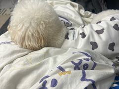 -东方体育中心(地铁站)