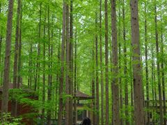 -黄海国家森林公园