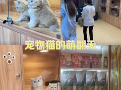 -猫十亿·布偶金渐层·曼基康矮脚猫舍(青年路店)