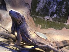 -上海大自然野生昆虫馆(东方明珠·爬宠昆虫探索中心)