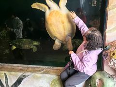 -广东惠东海龟国家级自然保护区
