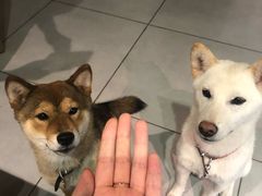 -柴务处·柴犬主题狗咖