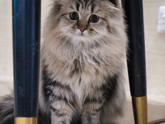 -安格丽娜·狗咖·猫咖羊驼咖(春熙路百盛商场店)