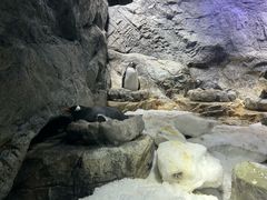 -大阪海游馆