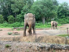 -清迈夜间动物园