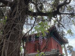 -大觉寺-停车场
