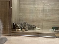 -飞行喵MR PILOT|猫舍·猫咖(静安大融城店)