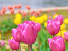 -石家庄市植物园