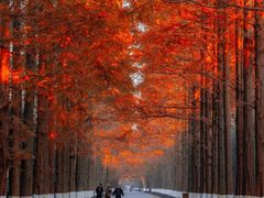 -黄海国家森林公园