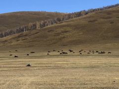 -塞罕坝国家级自然保护区
