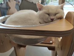 -飞行喵MR PILOT|猫舍·猫咖(静安大融城店)