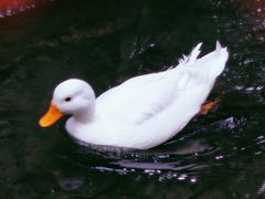 -麻小度青花椒鱼(安德总店)