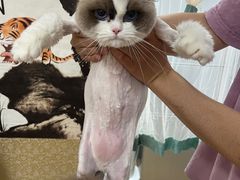 -喵百万·布偶·蓝金金渐层英短·猫舍(百子湾店)