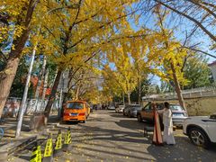 -三里屯东五街银杏大道