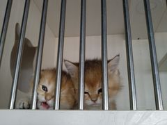 -东方名猫馆·英短金渐层布偶猫舍(环线广场1号楼店)