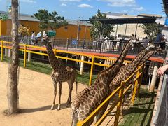 -西霞口神雕山野生动物世界