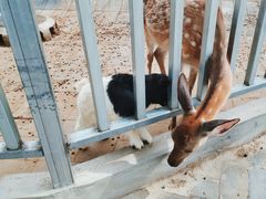 -北京鹿世界主题园