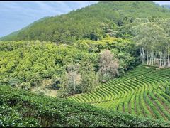 -雁南飞茶田景区