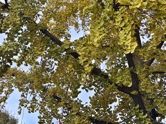 -三里屯东五街银杏大道