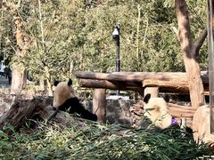 -都江堰中华大熊猫苑