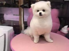 -FAELING PETS美天灵宠物(富力广场店)