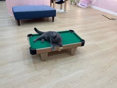 -1013 PET SHOP精品宠物商店(丁香店)