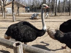 -大连森林动物园