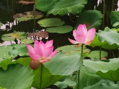 -荔湾湖公园