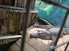 -呀路古热带植物园