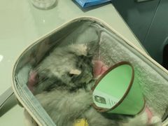 -守诺宠物医院·眼科· 特色牙科·异宠专科(虹口店)