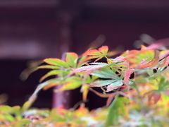 -罔极寺
