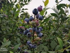 -金谷域澳洲庄园